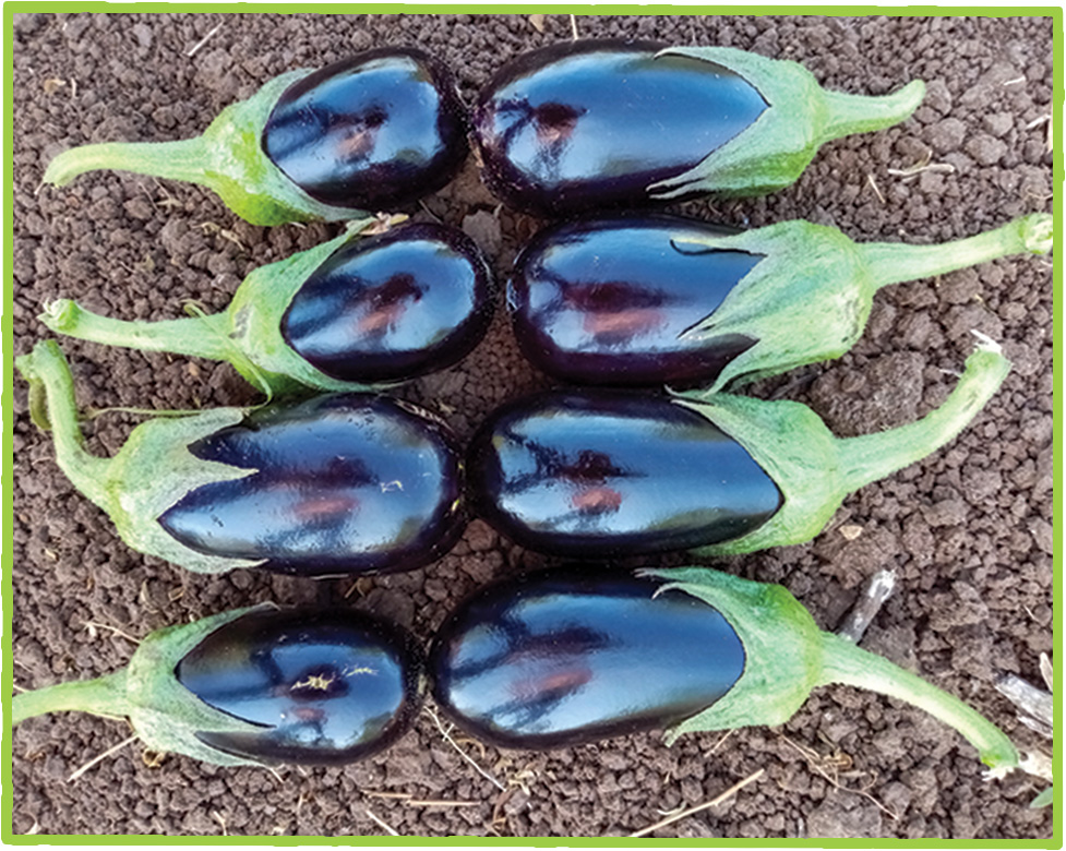 Eggplant Lilian F1