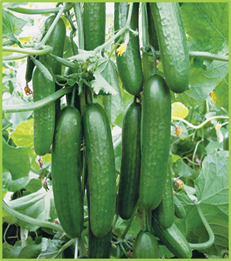  Cucumber Lona F1