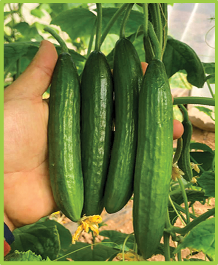 Cucumber Amer F1
