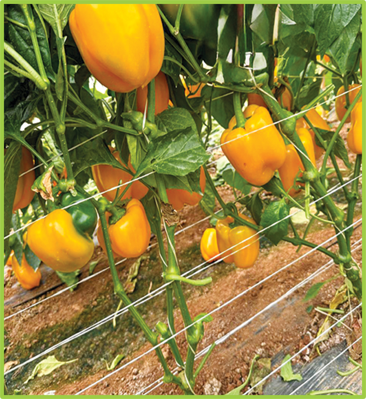  Pepper Golden Star F1