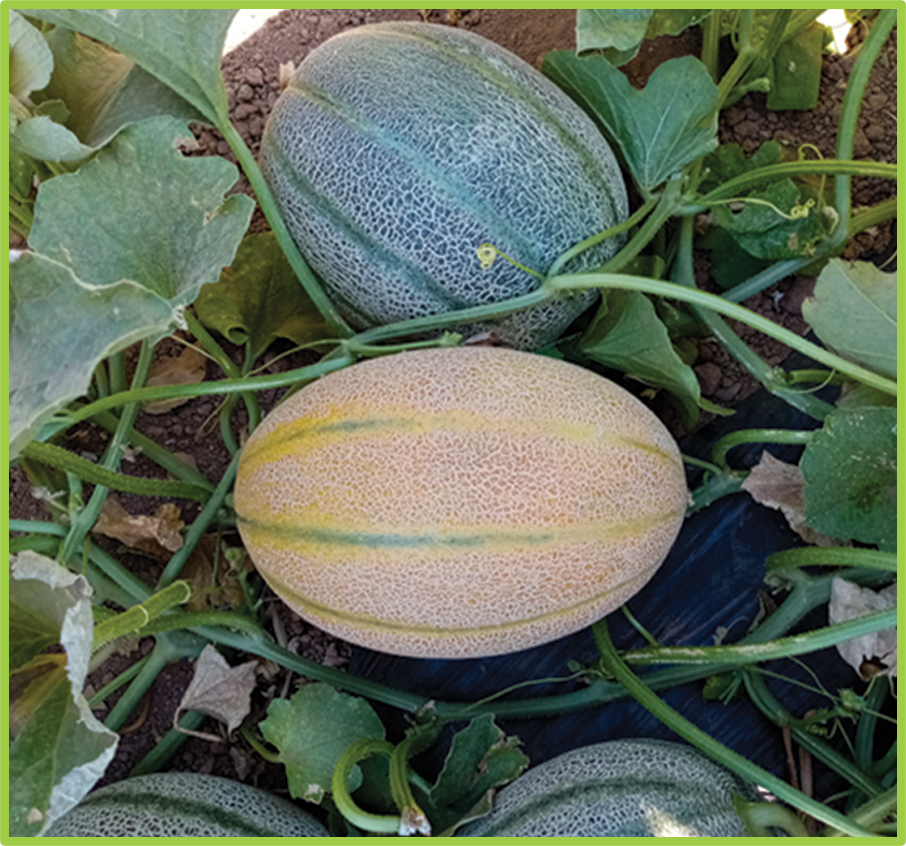 Yellow watermelon Hasna F1