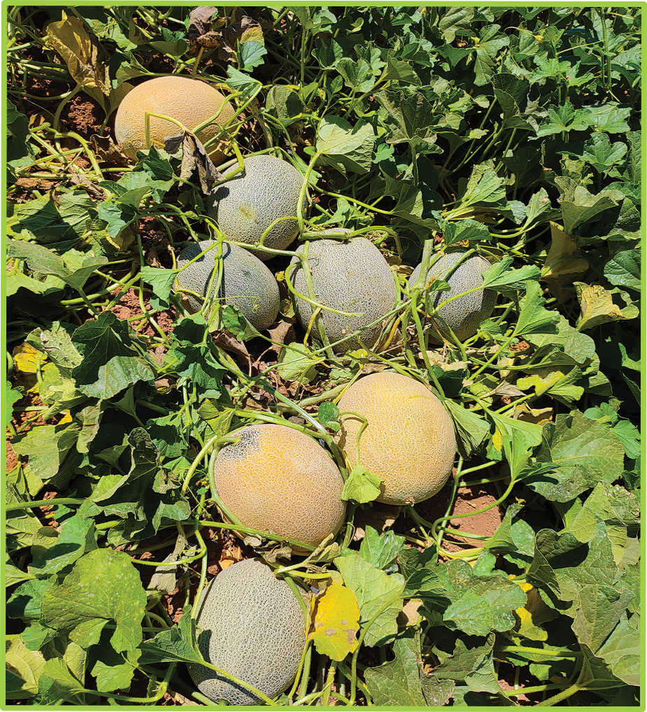 Yellow watermelon Yazan F1