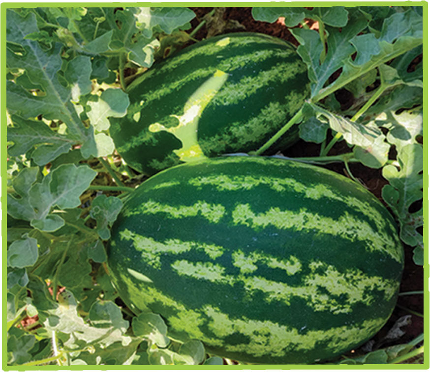   Watermelon Maestro F1