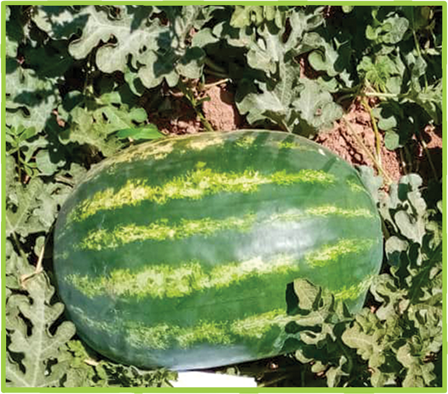 Watermelon Badi F1