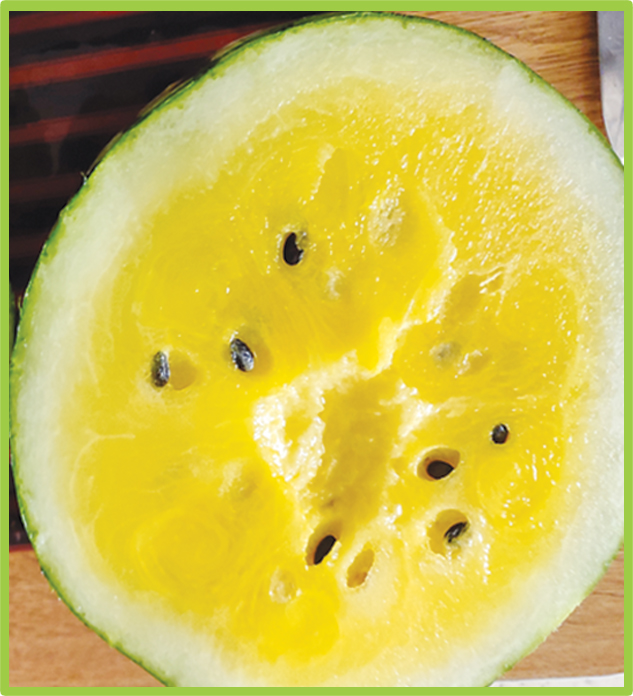 Watermelon Yellow Star F1