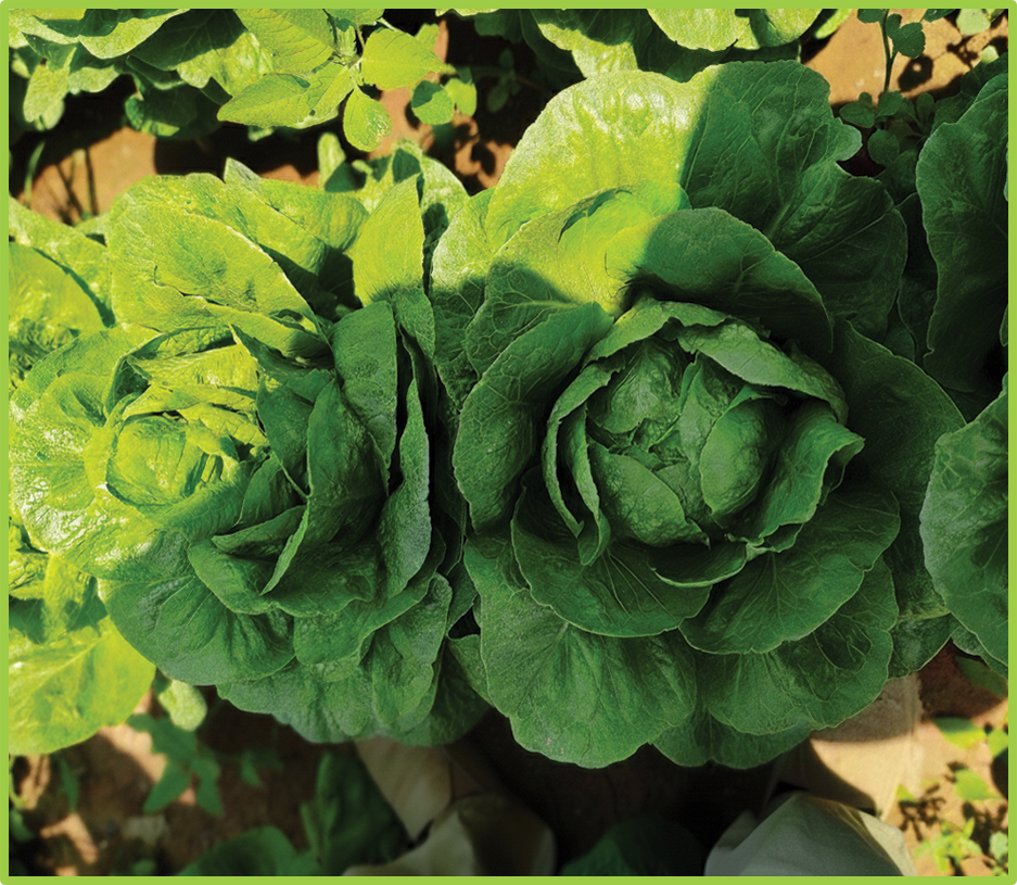 Lettuce Captain Green