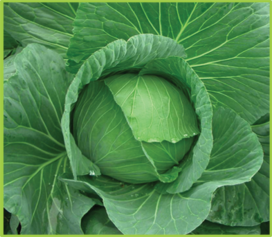 Cabbage Challenger F1