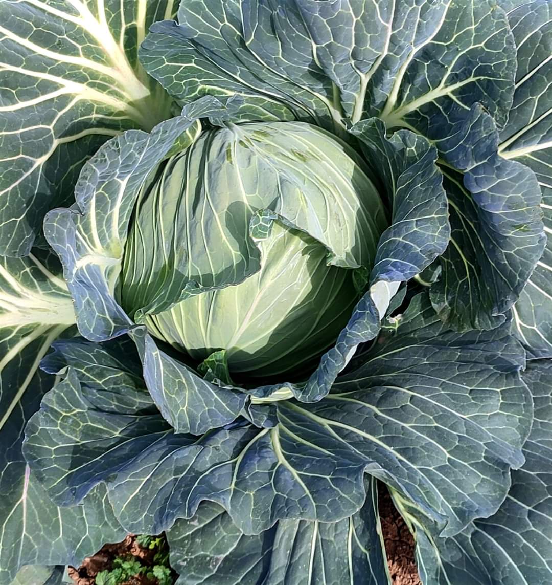   Cabbage ANTI COLDA 143 F1