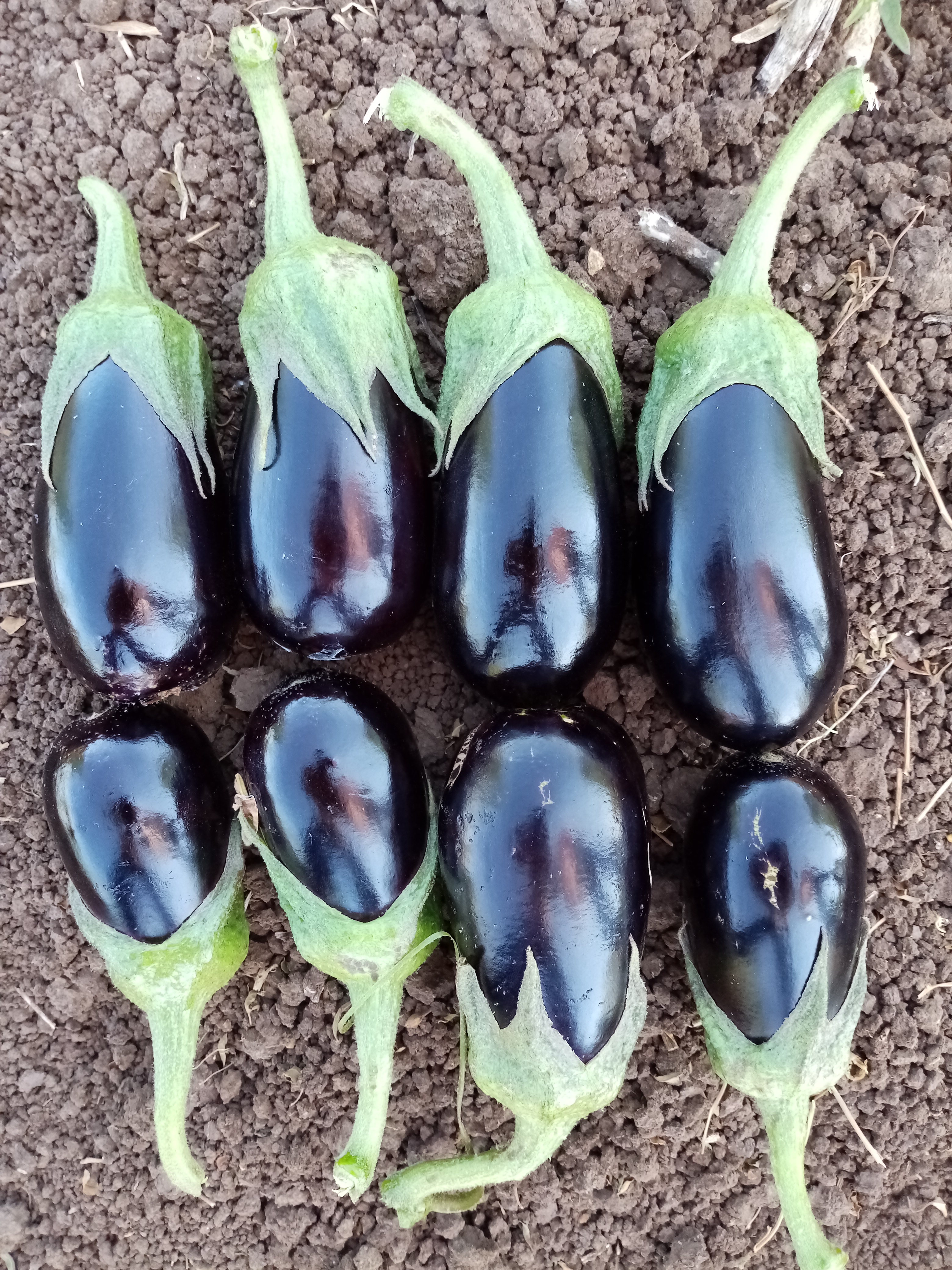 Eggplant LILYAN F1