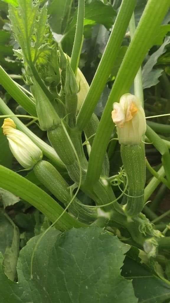  Squash SONDUS F1