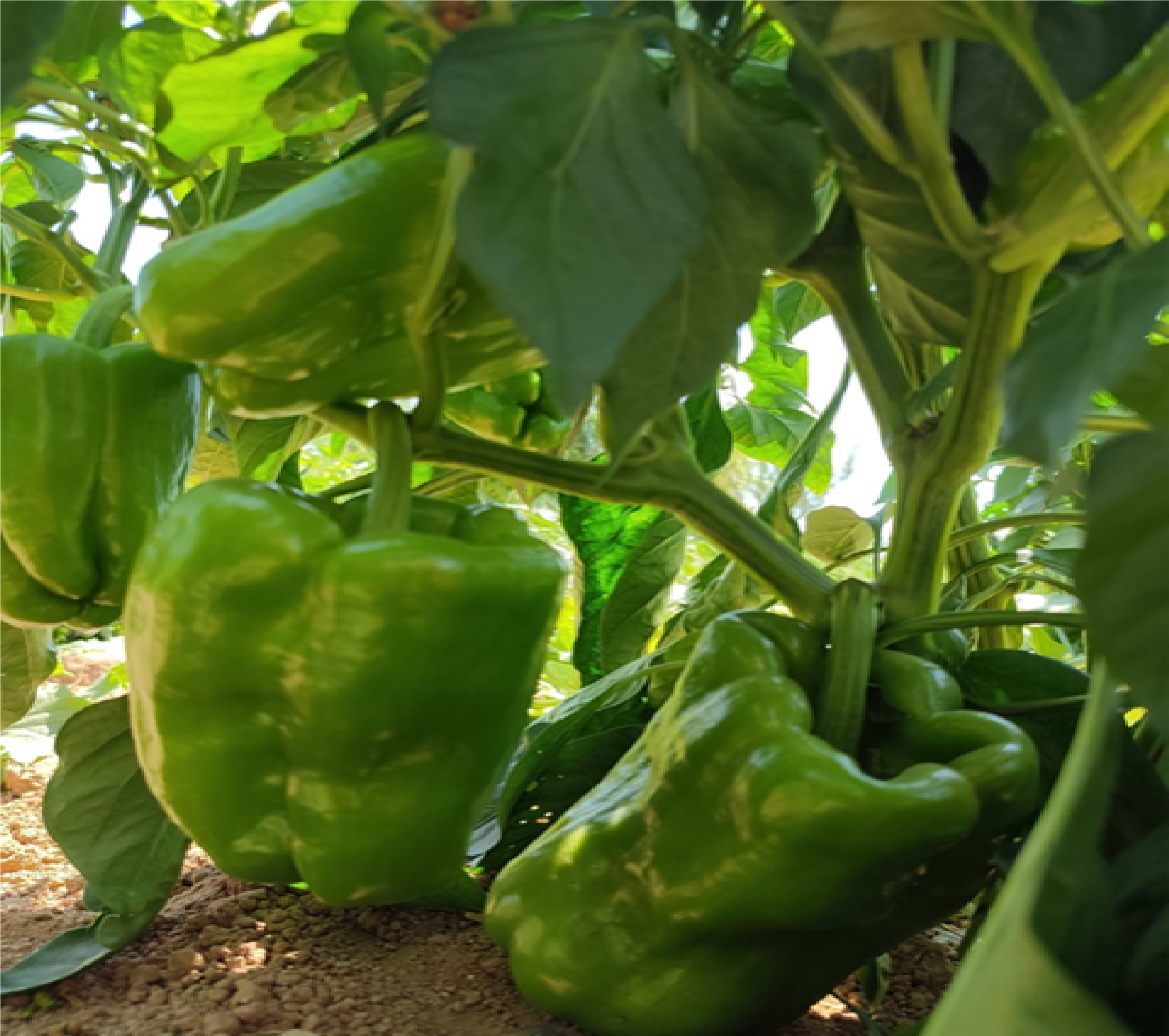 Sweet Pepper JAWAD F1