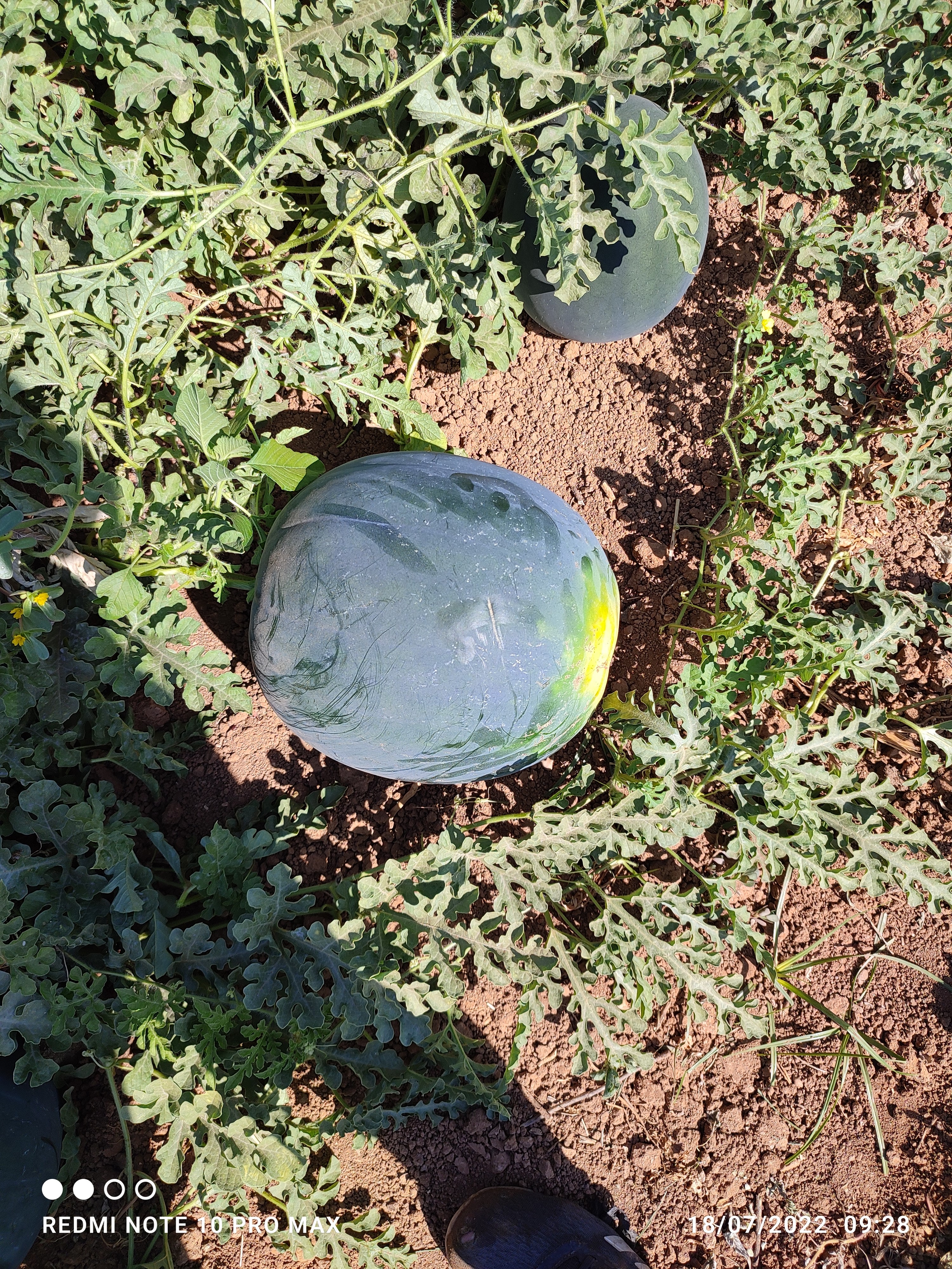  Watermelon BLACK STAR F1