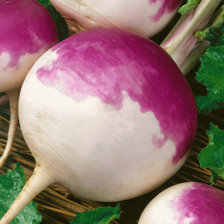  Jawhar Turnip