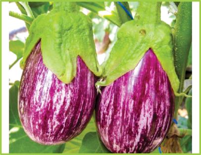 Eggplant Homsi F1