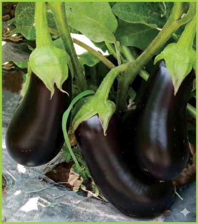 Eggplant Barsha F1