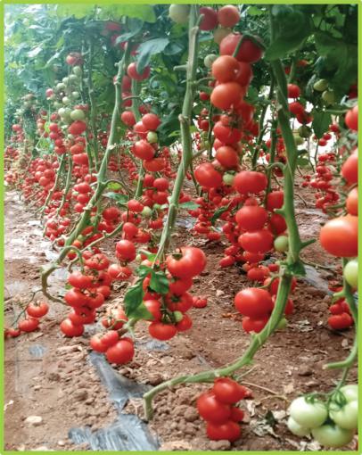Tomato Zamzam F1