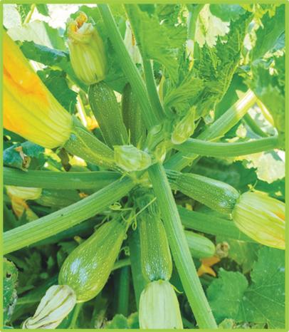   Zucchini Lamis F1