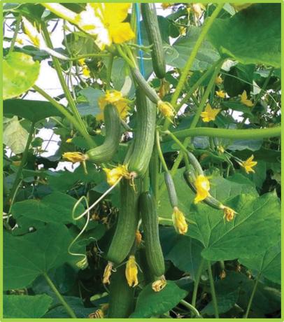  Cucumber Sorin F1