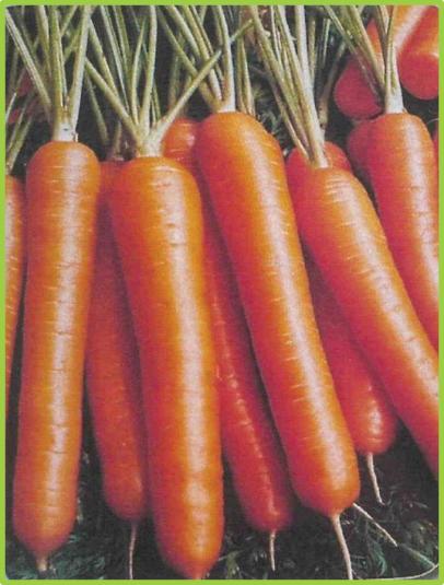  Carrots Scarlet 