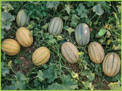  Yellow watermelon Sweet Star F1