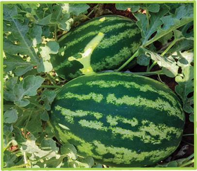   Watermelon Maestro F1