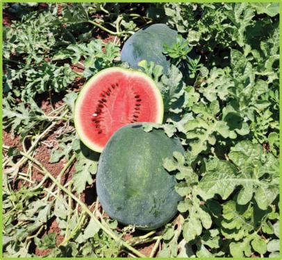  Watermelon Black Star F1