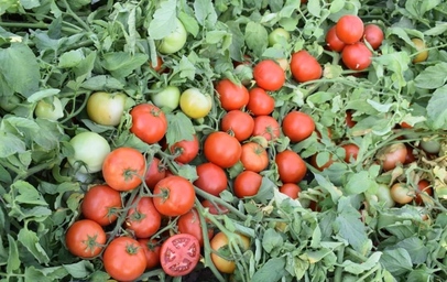Tomato AMAL F1
