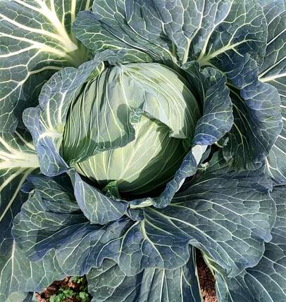   Cabbage ANTI COLDA 143 F1
