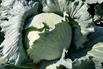  Cabbage MARCU F1