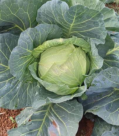 Cabbage CHALLANGER  F1