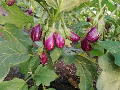   Eggplant HOMSI F1