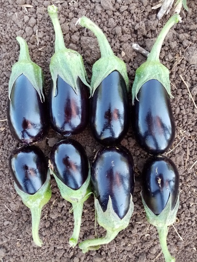 Eggplant LILYAN F1
