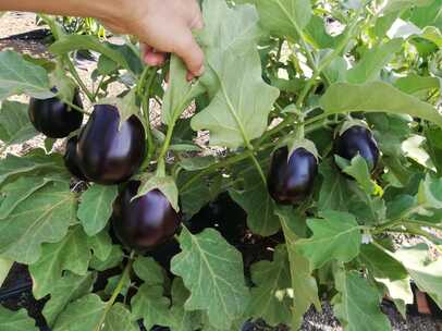 Eggplant MARINA F1