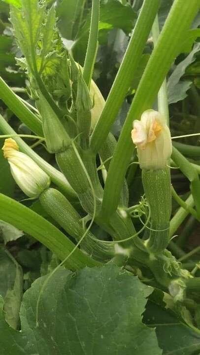  Squash SONDUS F1