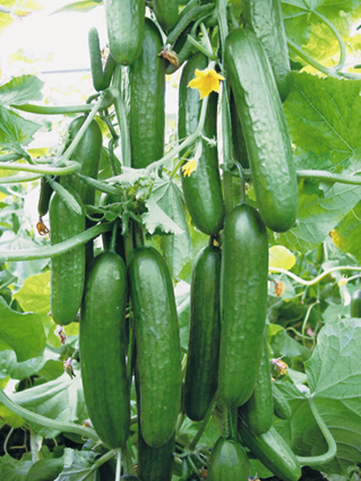  cucumber LUNA F1