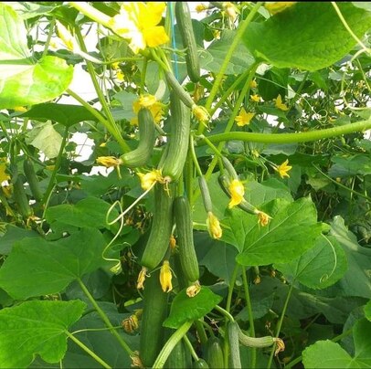 cucumber SURREN F1