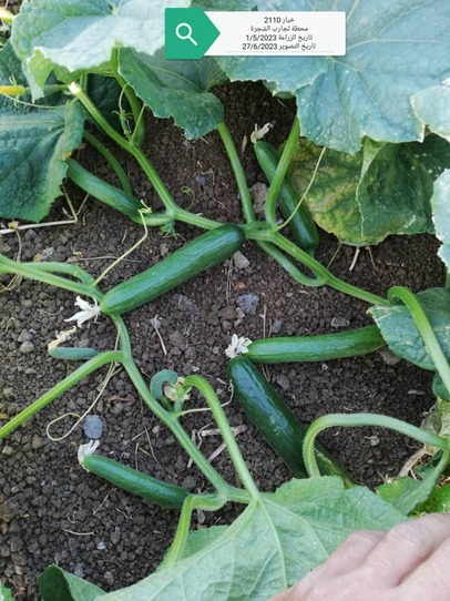 cucumber GABER F1