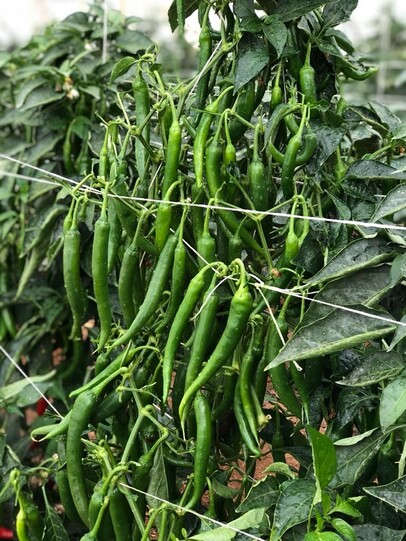 Hot Pepper HARREIF F1