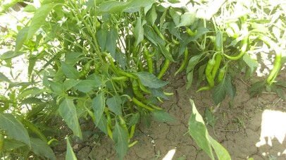  Pepper TENNIN