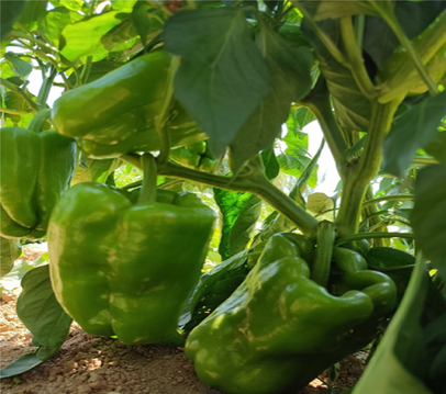 Sweet Pepper JAWAD F1
