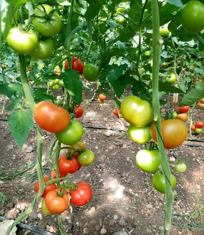 Tomato ZAMZAM F1