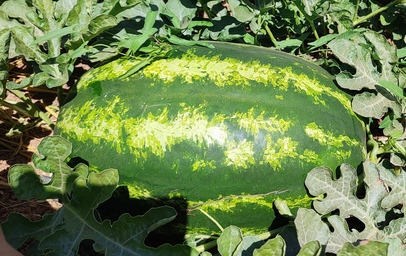  Watermelon MAYSTRO F1