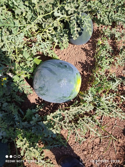  Watermelon BLACK STAR F1
