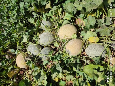 Melon YAZAN F1