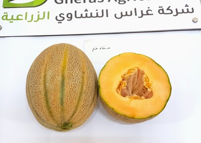 Melon HASNAA F1 