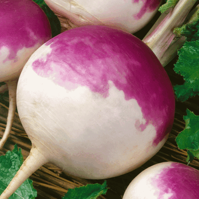  Jawhar Turnip