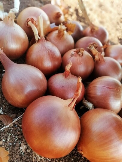 Onion DORAN